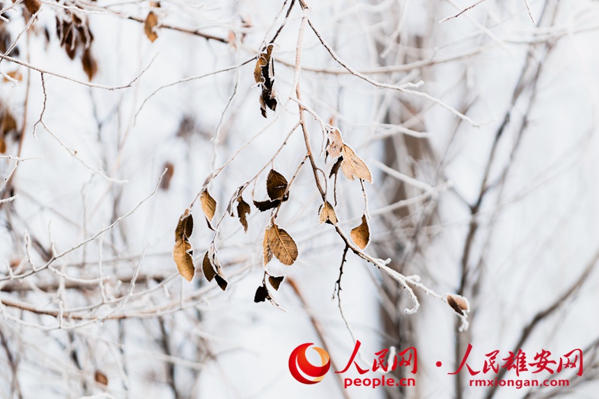 826d4b15e8718aea42ea662bb67679e8_LOCAL202201081817000231861455353.jpg 826d4b15e8718aea42ea662bb67679e8_LOCAL202201081817000231861455353.jpg