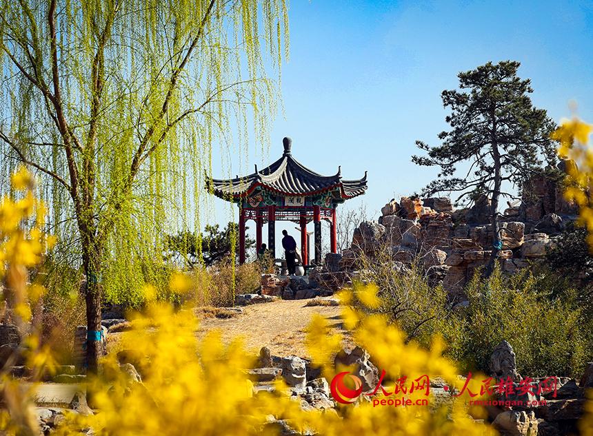 雄安郊野公園內(nèi)迎春花開，柳樹抽芽。人民網(wǎng)宋燁文攝