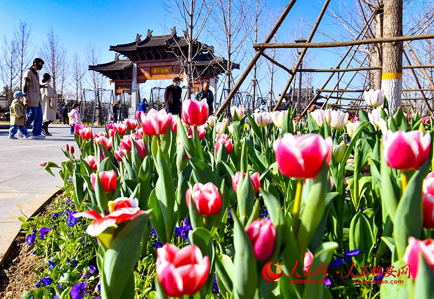 雄安悅?cè)莨珗@郁金香盛放，吸引了眾多游客前來(lái)踏青賞花。人民網(wǎng)宋燁文攝