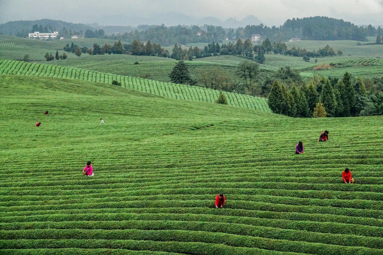貴州省遵義市湄潭縣永興茶海。攝影 楊良強(qiáng).jpg